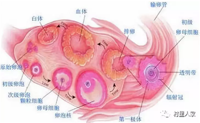 暗藏凶险的腹痛卵巢黄体破裂